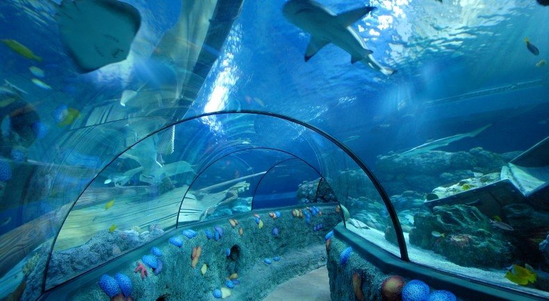 Gardaland Sea-Life Aquarium ospita tantissime specie di animali diversi