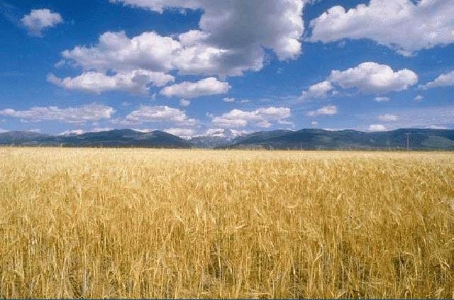 I campi di grano dell'Ucraina, quinto Paese esportatore al mondo di questo meraviglioso cereale