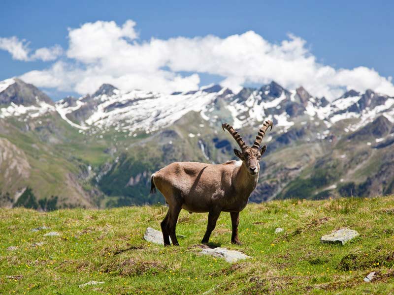 Parco Nazionale Del Gran Paradiso Fidelity Viaggi 9425