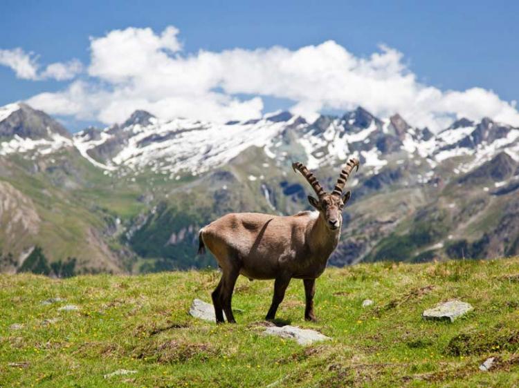 Parco Nazionale Del Gran Paradiso Fidelity Viaggi 1985