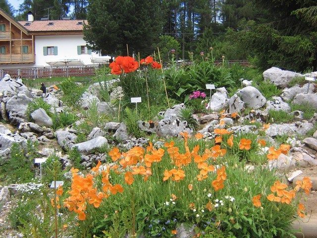 Giardino Alpino "Le Viotte" di Monte Bondone a Trento