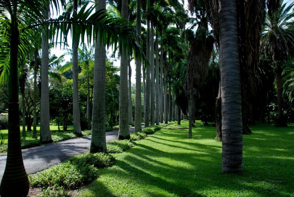 Giardino-Botanico-Caracas-Venezuela