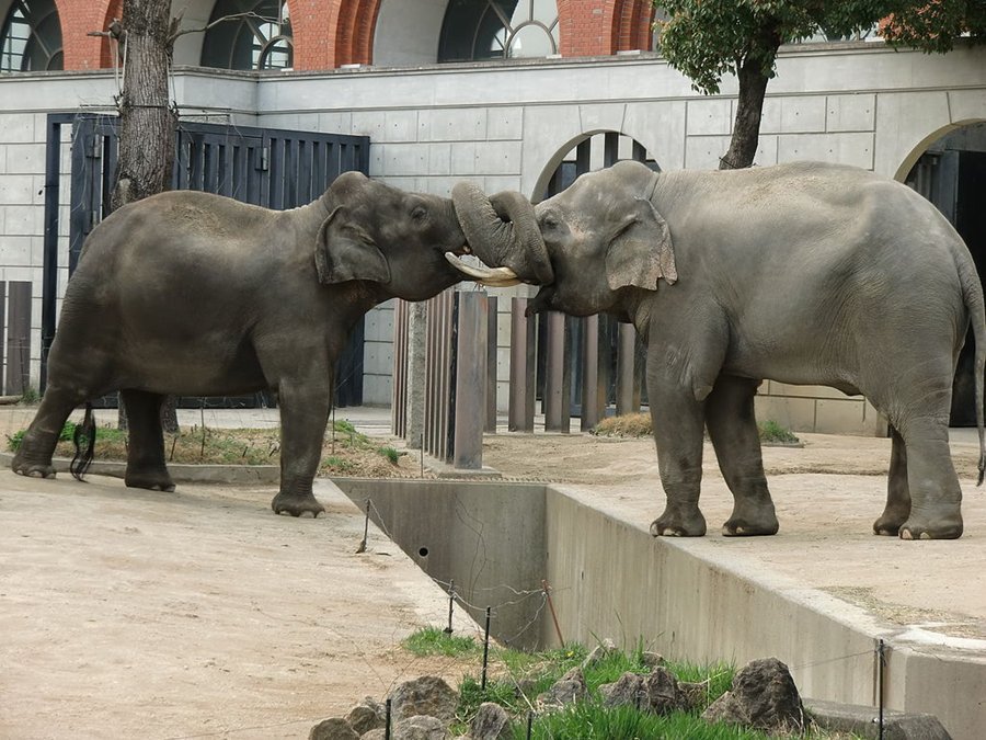 Resident-elephants-at-Zoorasia