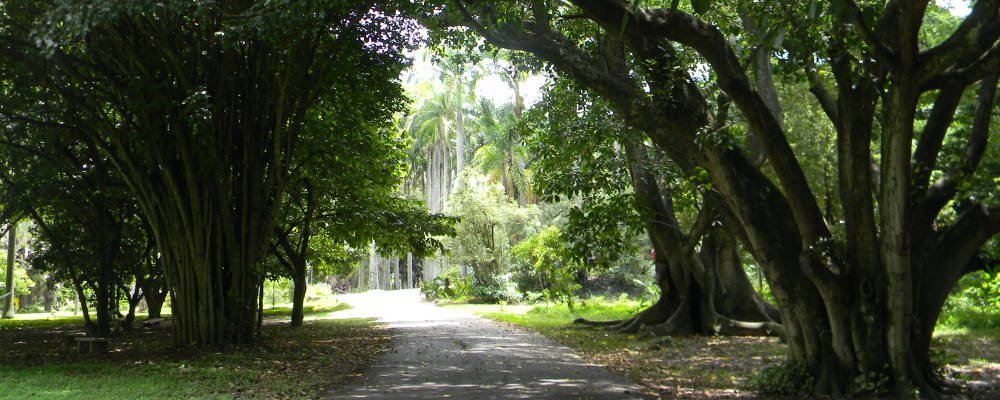 Giardino-Botanico-Caracas-Venezuela
