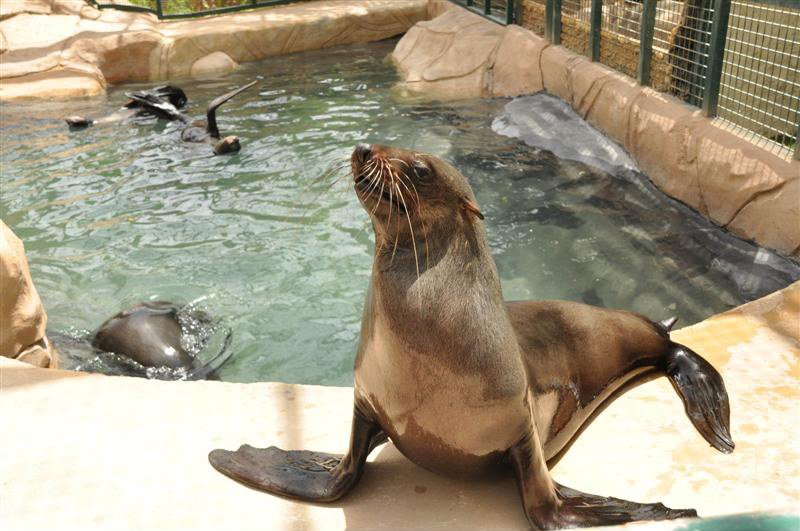 Lo show delle otarie (o leoni marini) è uno degli spettacoli più apprezzati dell'Emirates Park Zoo
