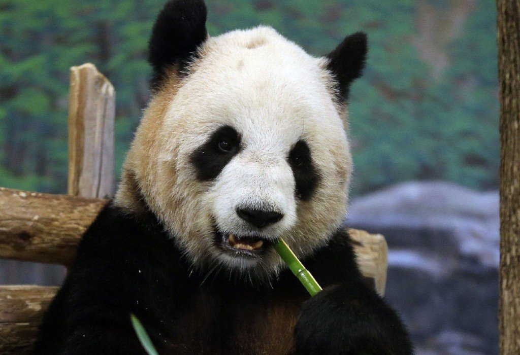 Pregnant Panda?É..Toronto Zoo has artificially inseminated its female panda Er Shun.Veterinarians from the zoo and  a Chinese panda scientist who flew in with a vial of panda sperm did the minor operation Sunday .Er Shun seemed fully recovered as she playt