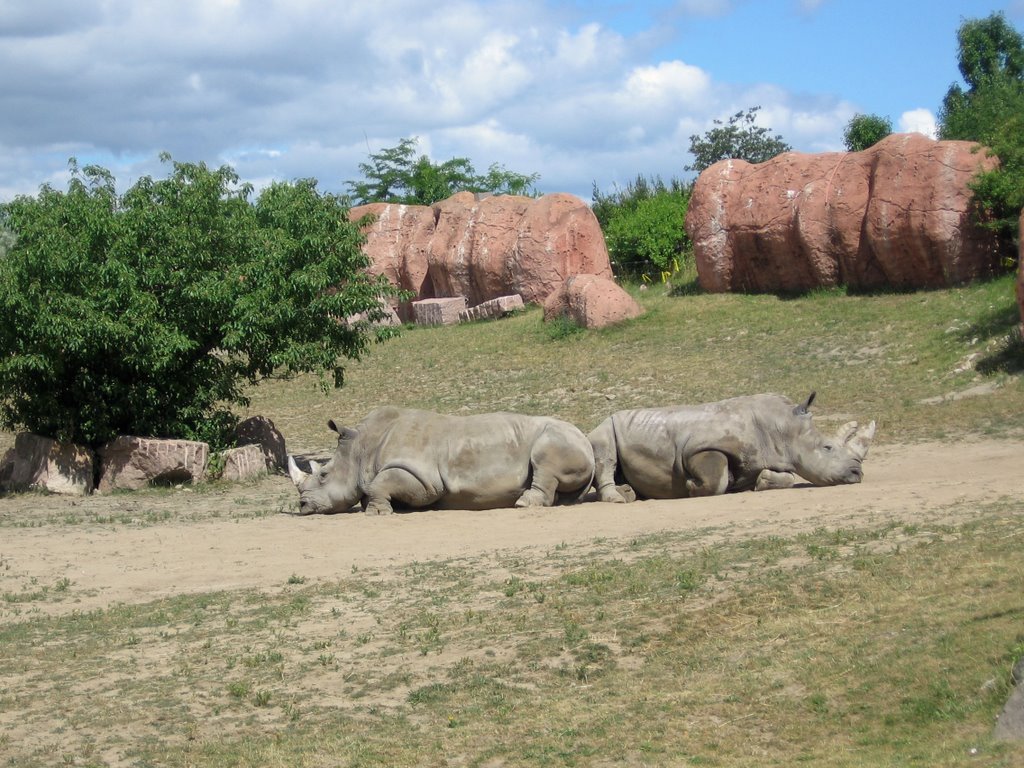 rinoceronti