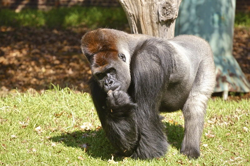 Zoo di Johannesburg - Fidelity Viaggi