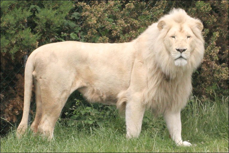 johannesburg-zoo-leone-bianco