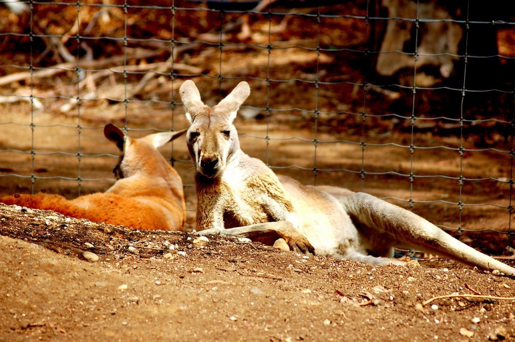 kangaroos-594340_1280