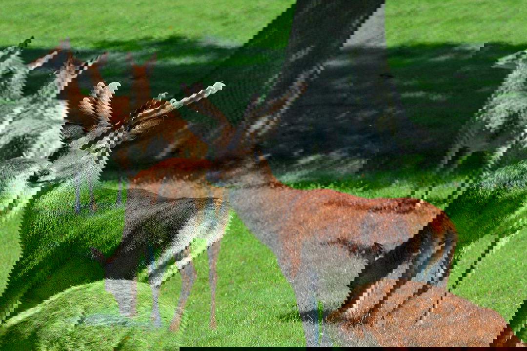 Parco Nazionale dello Stelvio