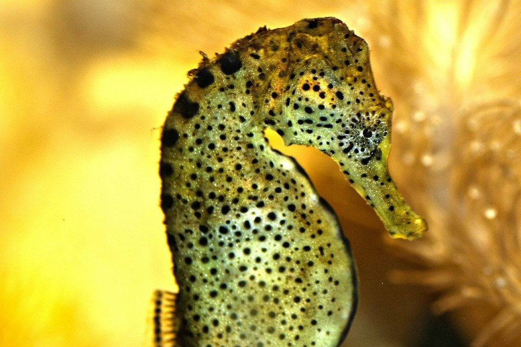 seahorse-200318_1280