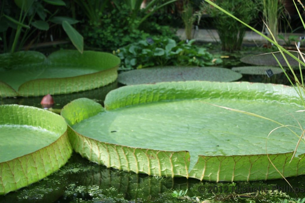 waterlilly2