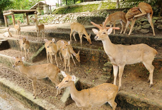 Yangon-zoological-gardens