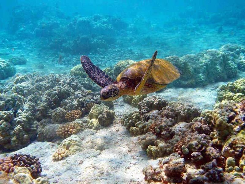 tartaruga-watamu-parco-marino