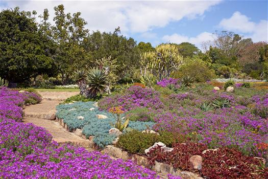 Giardino Botanico Nazionale di Kirstenbosch a Città del Capo