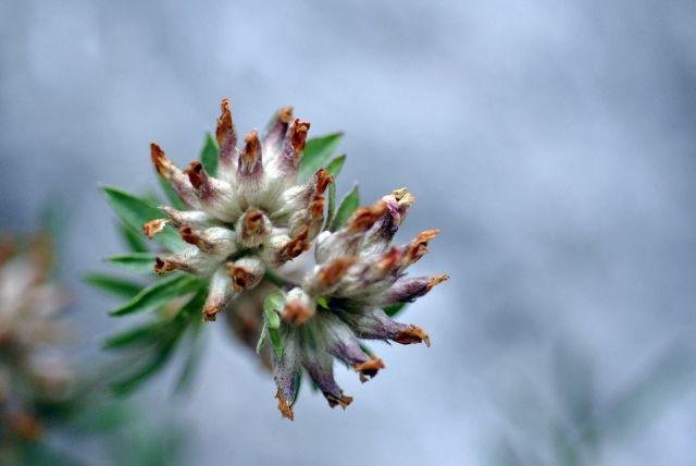La stella alpina, una delle specie floreali più presenti nel Parco Naturale Adamello Brenta