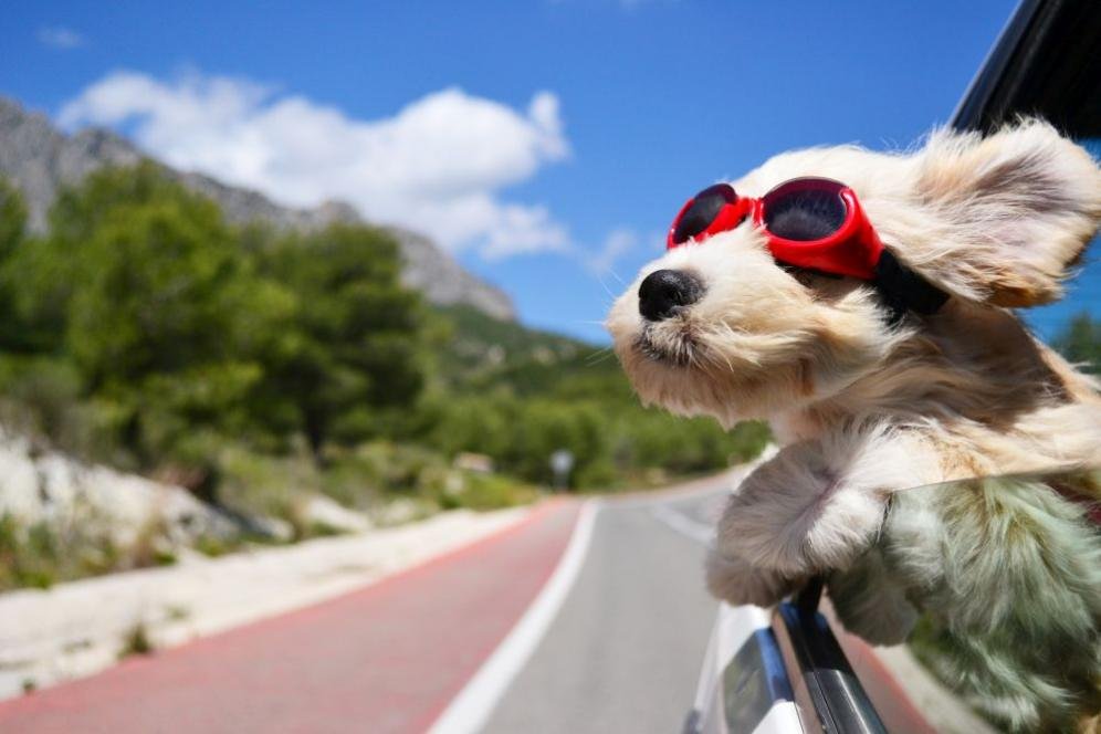 Vacanze con il cane: dove andare? Idee e consigli