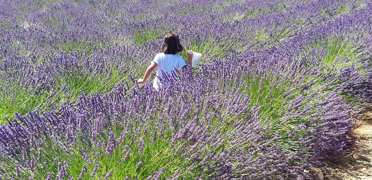 Alla scoperta della Lavanda