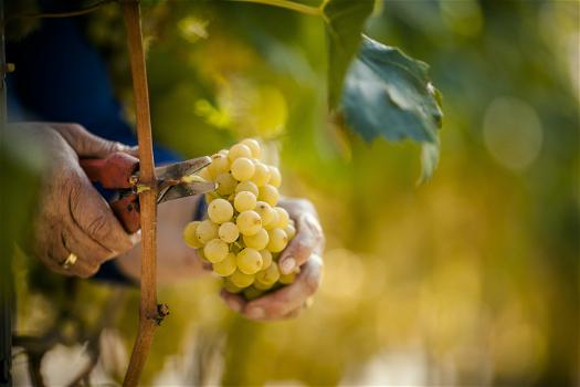 La Strada del Vino in Alto Adige: gusto, cultura, paesaggi mozzafiato e tradizione in autunno