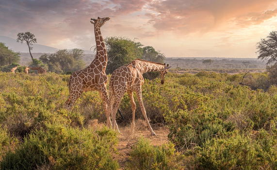 Scoprire l’Africa: avventura, cultura e natura selvaggia