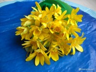 Il Ranuncolo Selvatico Fidelity Foto