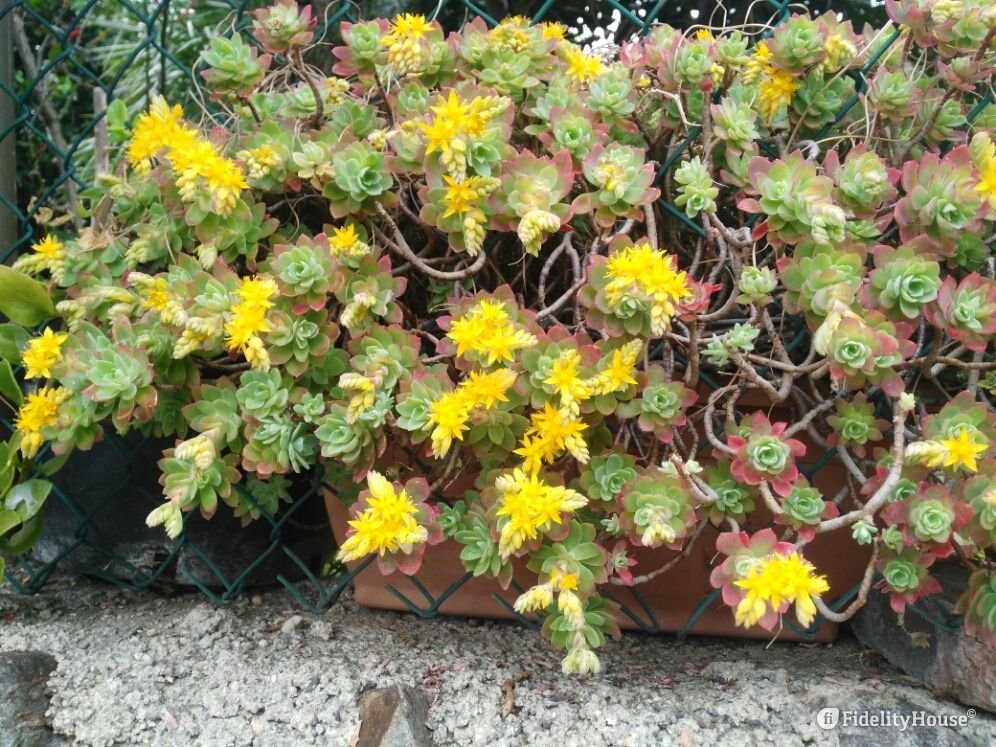 La mia pianta grazza con fiorellini gialli - Fidelity Foto