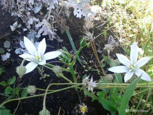 Fiori bianchi a sei petali