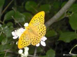 Una bellissima farfalla gialla