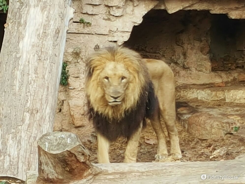 Perchè Il Leone è Il Re Della Foresta