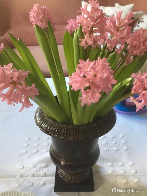 Giacinti rosa e sarai felice!