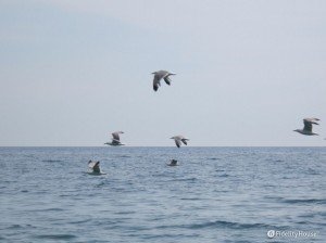 Gabbiani in volo sul mare