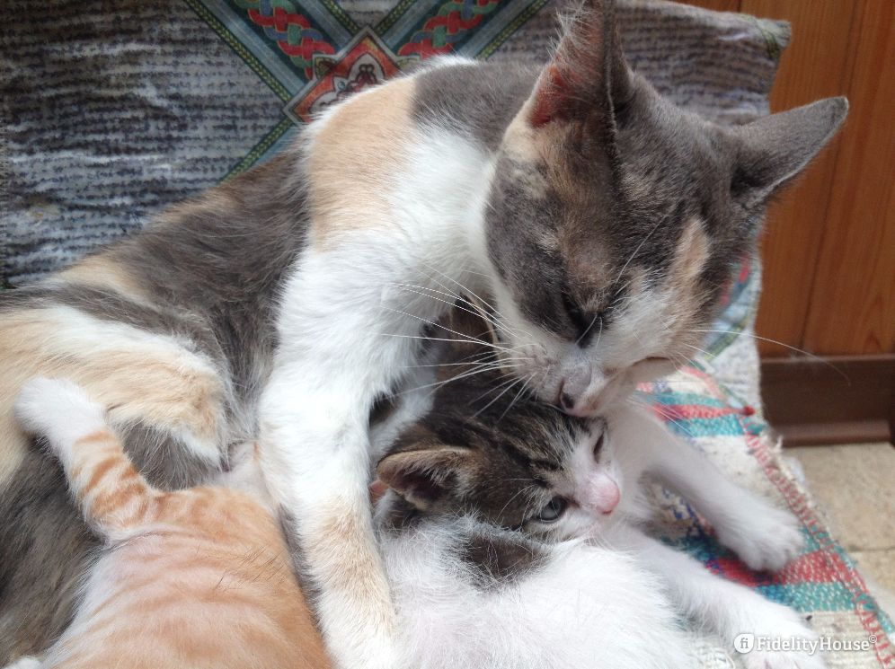 Quando Mamma Gatta Abbandona I Cuccioli