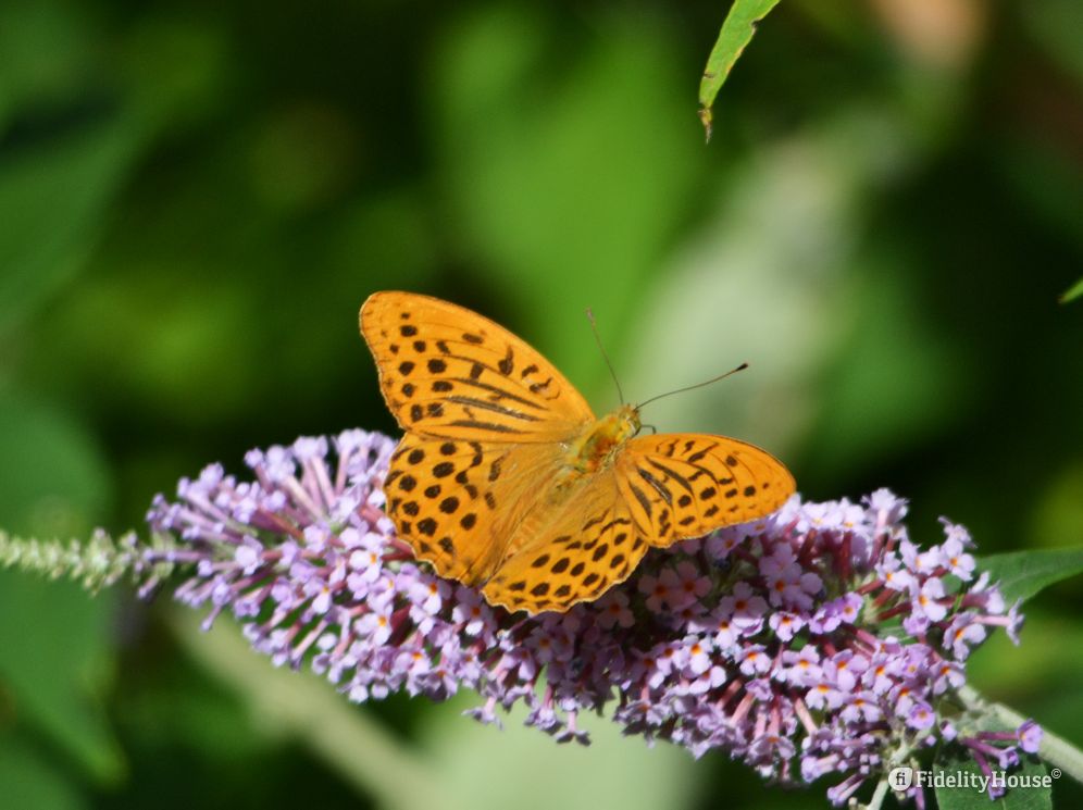 Farfalla arancione e nera - Fidelity Foto