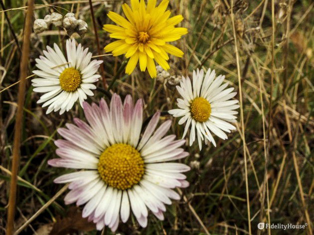 Fiori e margherite di campagna - Fidelity Foto