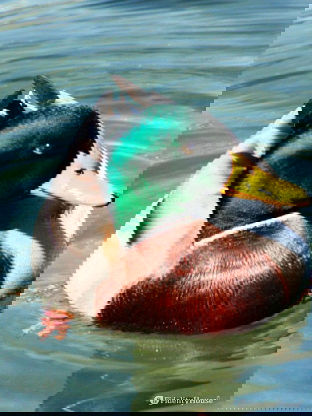 I colori del Germano reale! Fidelity Foto