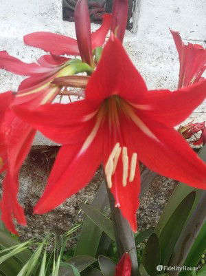 Giglio rosso, che nasce tra maggio e giugno