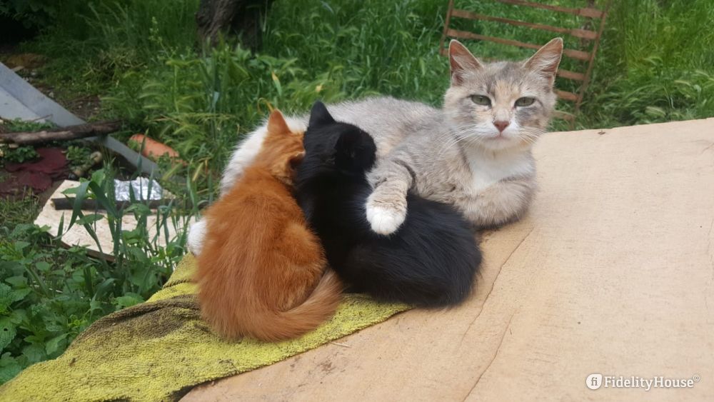 La Mia Gatta Mi Porta I Cuccioli