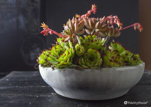 Come fare ciotole di cemento