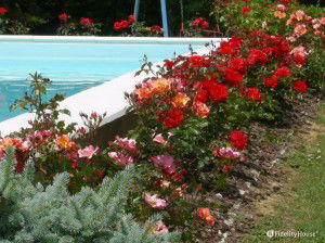 Rose rosse e rosa in piscina