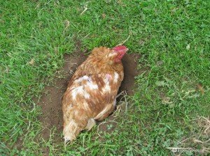 Perché le galline scavano buche sul terreno?