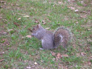 Gli scoiattoli della Palazzina di Caccia di Stupinigi