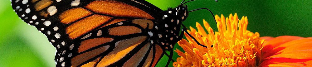 Maria Grazia Santanocito