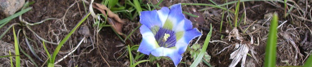 Innocenzina Magarotto